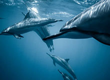 开云APP-王晓瑞:亚运男足如何杀破韩？